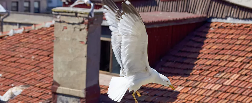 Residential Chimney Animal Removal Solution in Fairwood, WA