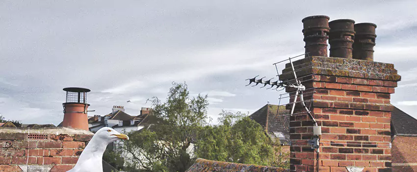 Chimney Cleaning And Restoration in Fairwood, Washington